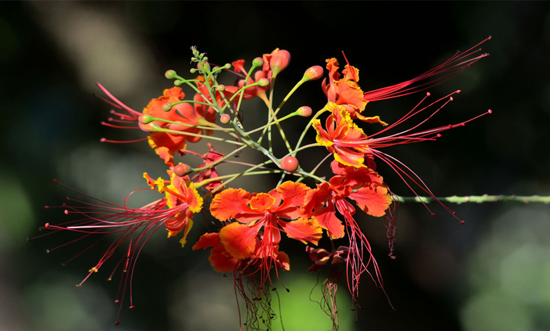 汉沽花帮主百科词条创建案例