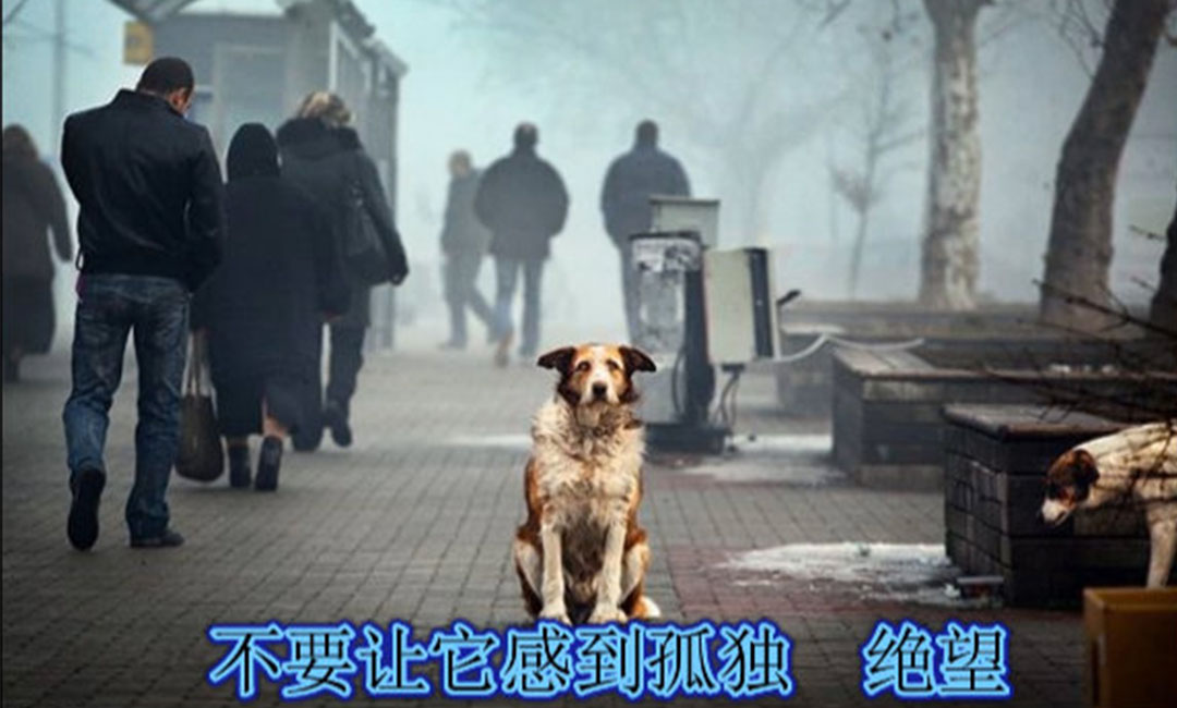 汉沽爱影圈微博微信转发案例